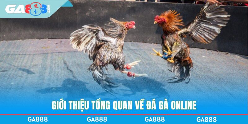Giới thiệu tổng quan về đá gà Online