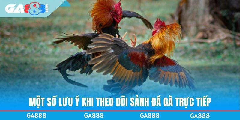 Một số lưu ý khi theo dõi sảnh đá gà trực tiếp