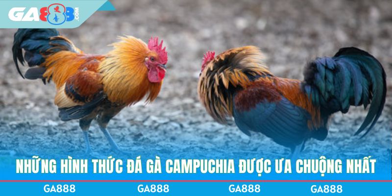 Những hình thức đá gà Campuchia được ưa chuộng nhất