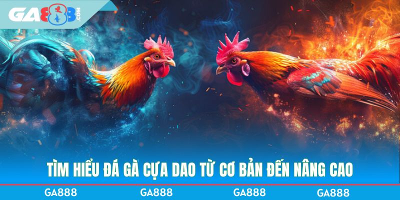 Tìm hiểu đá gà cựa dao từ cơ bản đến nâng cao